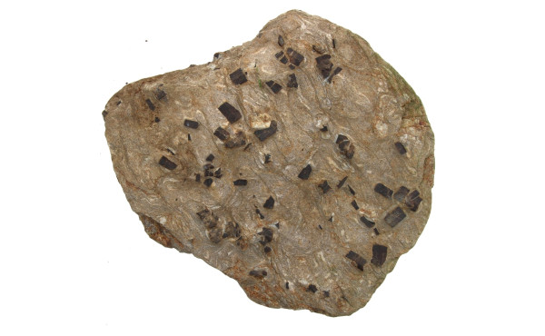 STAUROLITES - Plaque de schiste lustré a