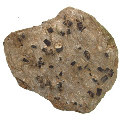 STAUROLITES - Plaque de schiste lustré a