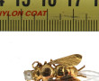 Petite broche mouche en or jaune 18 cts,