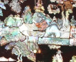 CHINE - Table basse en bois exotique et 