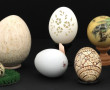 Lot de 9 œufs dont 3 œufs naturels ajour
