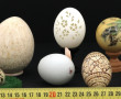 Lot de 9 œufs dont 3 œufs naturels ajour