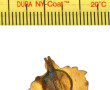 Insigne de boutonnière du 14ème régiment