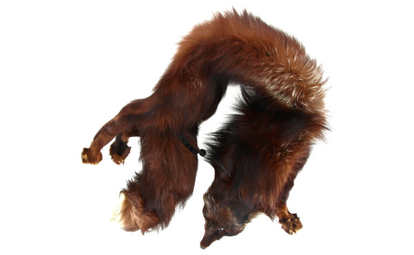 Col en renard ancien, étiquette d'un fou