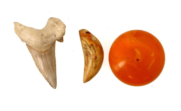 Dent de requin fossilisée : on y joint u