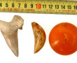 Dent de requin fossilisée : on y joint u