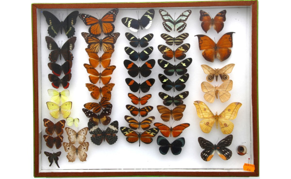 PAPILLONS - Coffret vitrine de différent