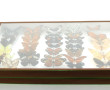 PAPILLONS - Coffret vitrine de différent