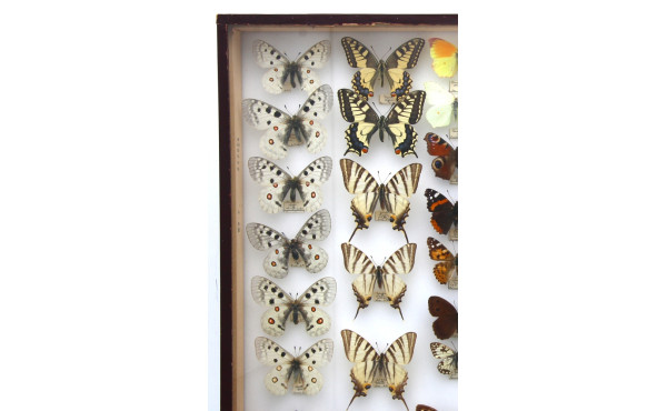 PAPILLONS - Coffret vitrine de différent