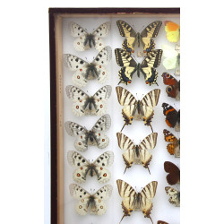 PAPILLONS - Coffret vitrine de différent