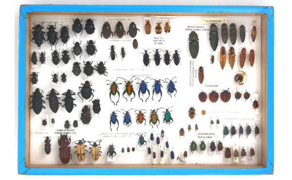 Entomologie - Faune divers - Coffret vit