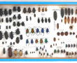 Entomologie - Faune divers - Coffret vit