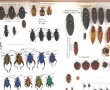Entomologie - Faune divers - Coffret vit