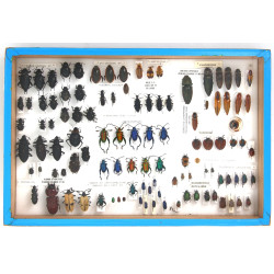 Entomologie - Faune divers - Coffret vit