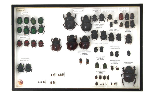 Entomologie - Scarabeidae - Coffret vitr