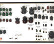 Entomologie - Scarabeidae - Coffret vitr