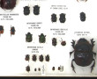 Entomologie - Scarabeidae - Coffret vitr