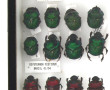 Entomologie - Scarabeidae - Coffret vitr