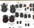 Entomologie - Scarabeidae - Coffret vitr