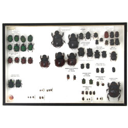 Entomologie - Scarabeidae - Coffret vitr