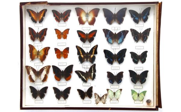 PAPILLONS - Coffret vitrine de différent