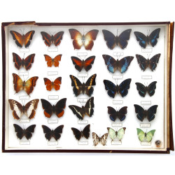 PAPILLONS - Coffret vitrine de différent