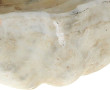 Bénitier coquille en marbre blanc, trava