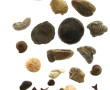 Petit lot de fossiles divers