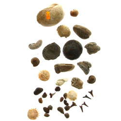 Petit lot de fossiles divers