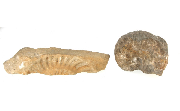 Deux fossiles