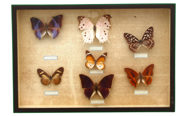 PAPILLONS - Cadre-vitrine contenant 7 pa