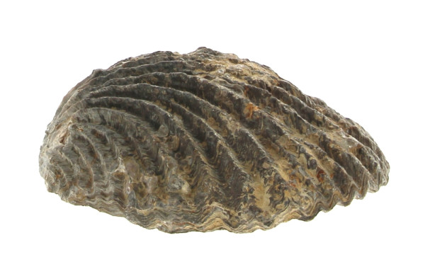 Coquillage fossilisé. L 17,5 cm