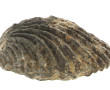 Coquillage fossilisé. L 17,5 cm