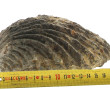Coquillage fossilisé. L 17,5 cm