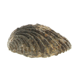Coquillage fossilisé. L 17,5 cm