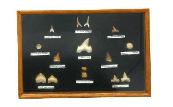 CURIOSA - Petite vitrine contenant des d