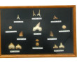 CURIOSA - Petite vitrine contenant des d