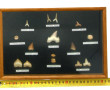 CURIOSA - Petite vitrine contenant des d