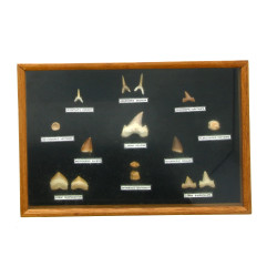 CURIOSA - Petite vitrine contenant des d