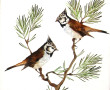 Thème OISEAUX - Laur. G (XIXè-Xxè) "Jais