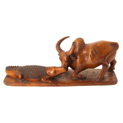 Madagascar - Combat d'un buffle et d'un 