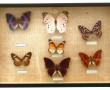 PAPILLONS - Cadre-vitrine contenant 7 pa