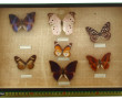 PAPILLONS - Cadre-vitrine contenant 7 pa