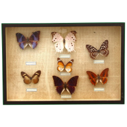 PAPILLONS - Cadre-vitrine contenant 7 pa