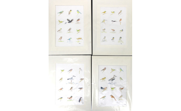 Lot de 8 planches d'oiseaux à l'aquarell