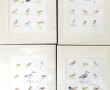 Lot de 8 planches d'oiseaux à l'aquarell