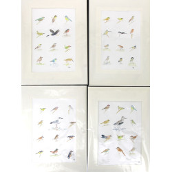 Lot de 8 planches d'oiseaux à l'aquarell