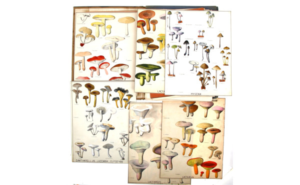 CHAMPIGNONS - Classification générale d