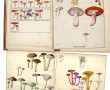 CHAMPIGNONS - Classification générale d