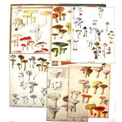 CHAMPIGNONS - Classification générale d